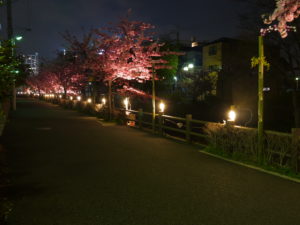 前回の夜桜の写真